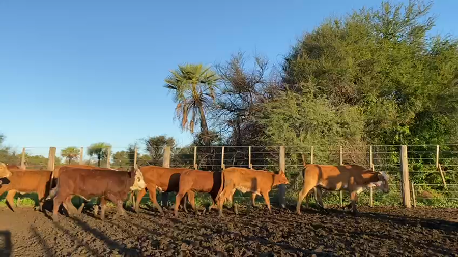 Lote 100 Terneras en Pto. Eva Perón, Chaco