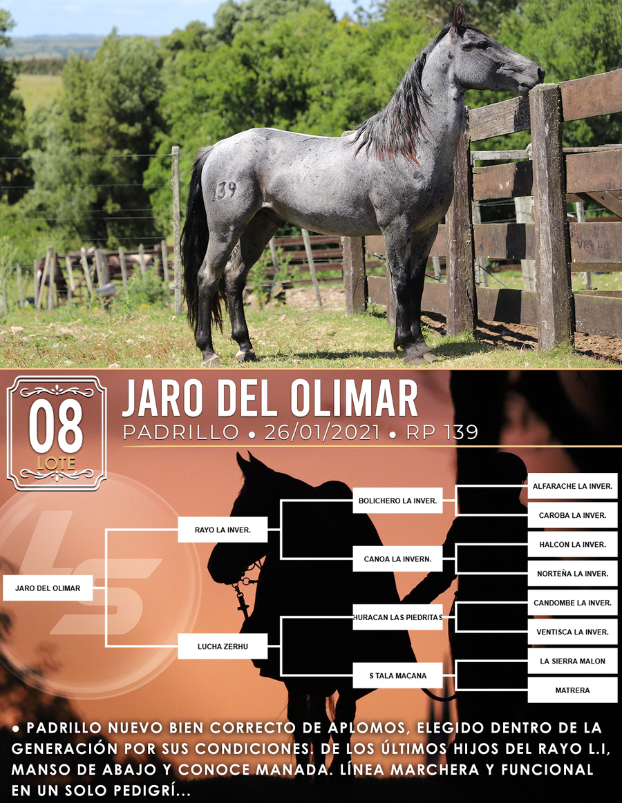 Lote JARO DEL OLIMAR