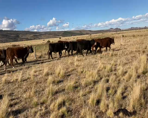 Lote 100 Novillo Engorda en Coyhaique, XI Región Aysén