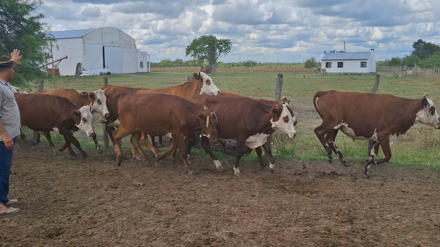 Lote 70 Novillitos