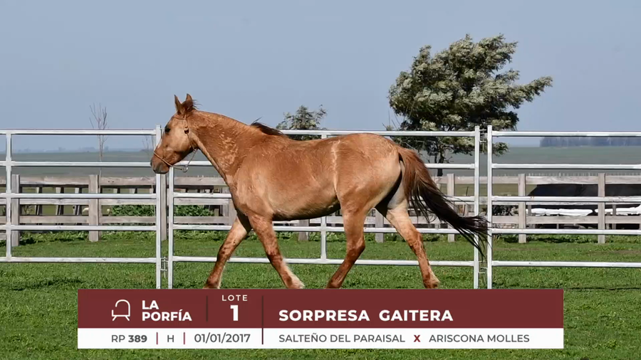 Lote SORPRESA GAITERA