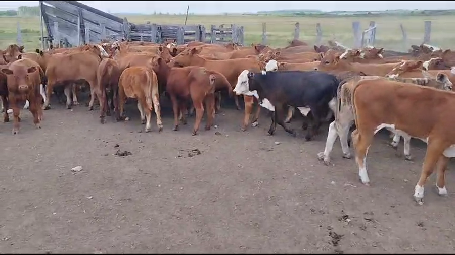 Lote 210 Terneros/as en Ubajay, Entre Ríos