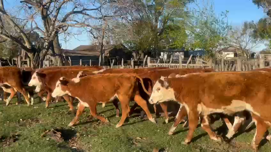 Lote 70 Terneros/as en Corrientes, Curuzú-Cuatiá