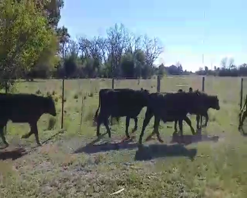 Lote 6 Terneros en Brandsen, Buenos Aires