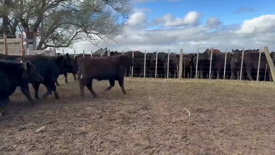 Lote 65 Terneros en Buenos Aires, Gral. Lamadrid