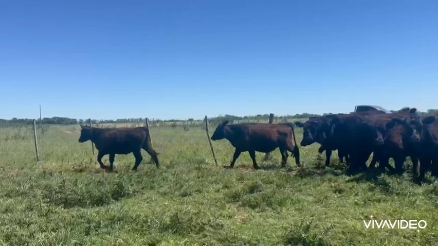 Lote 40 Novillitos