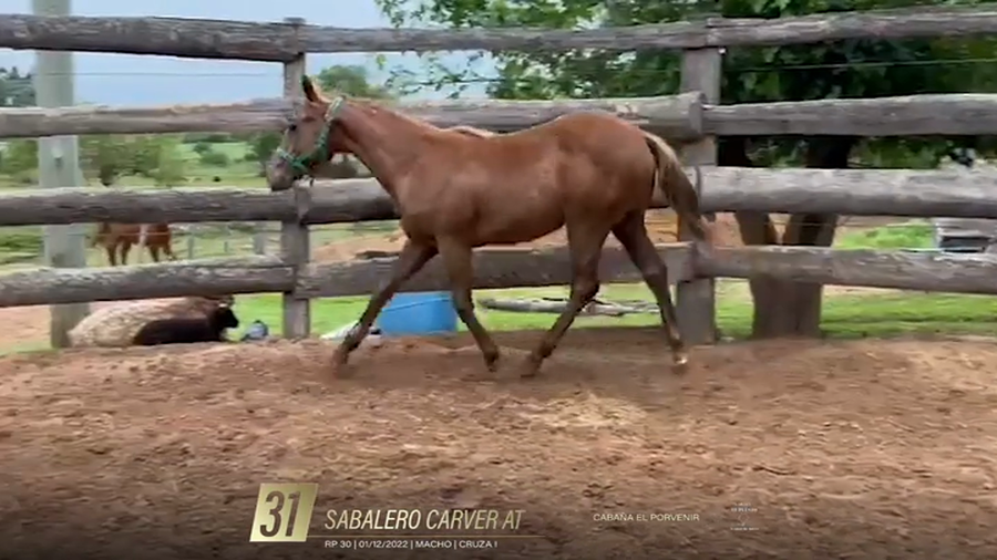 Lote Yeguarizos a remate en 6° Remate Especial de Velocidad, Montevideo