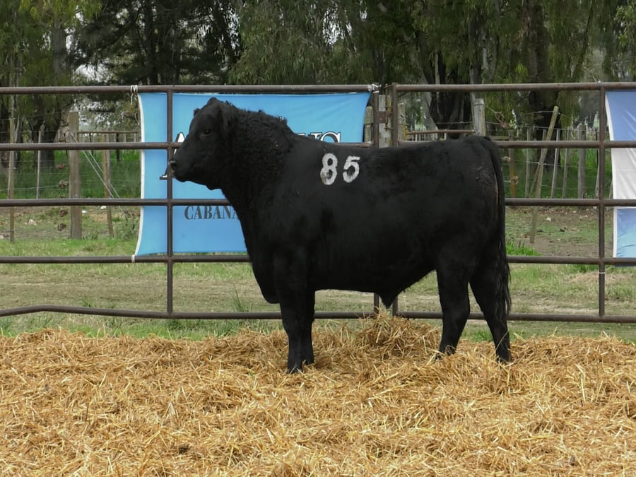 Lote TOROS ANGUS NEGROS PC
