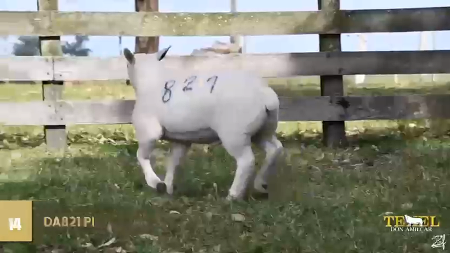 Lote Borregas a remate en Texel Don Amilcar y Villa Olivar, Cerro Largo