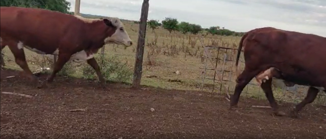 Lote 12 Vacas Manufactura