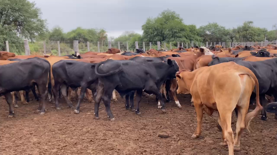 Lote 300 Novillitos en Estanislao Del Campo, Formosa