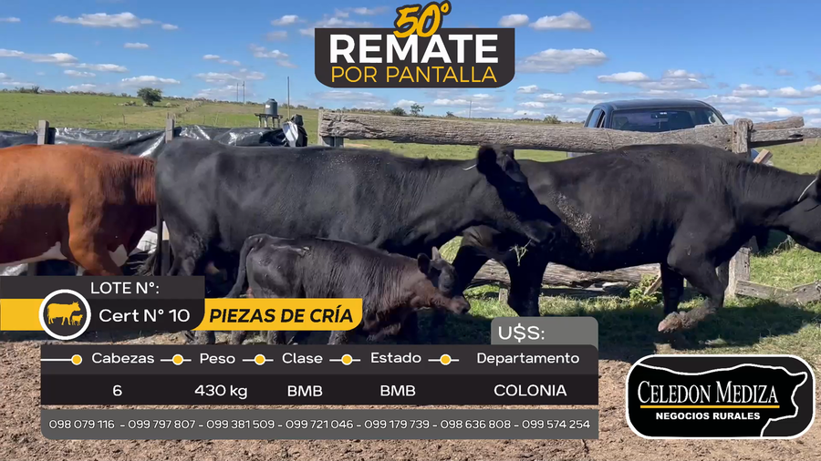 Lote 6 Piezas de cría en Otra Localidad, Colonia