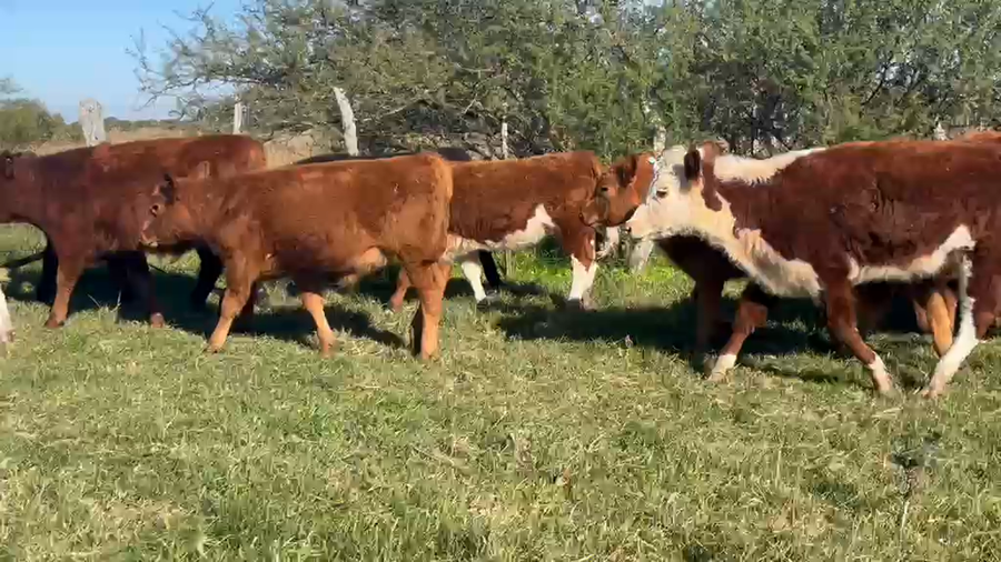 Lote 40 Terneros/as en Corrientes, Curuzú-Cuatiá