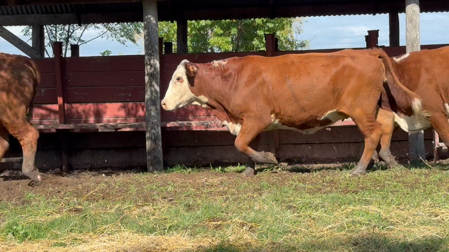 Lote 30 Vaquillonas preñadas