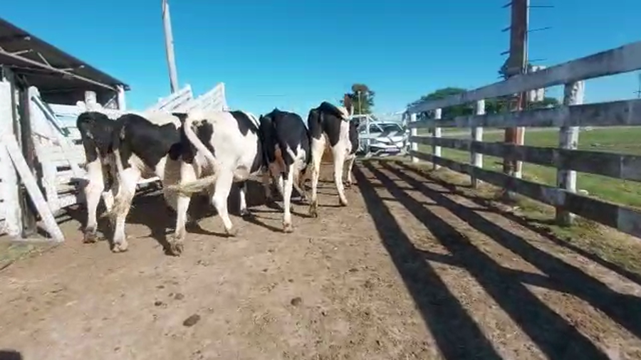 Lote Vaquillonas Preñadas - Welchen Martin