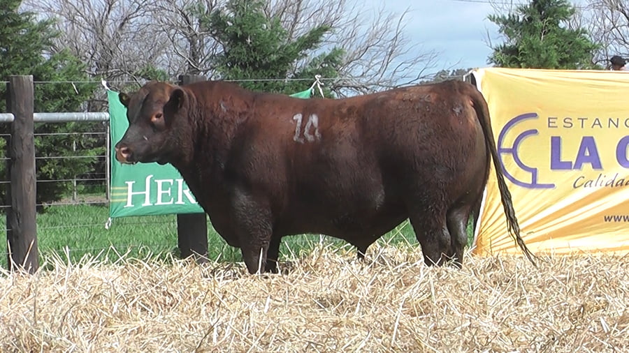 Lote TOROS ANGUS PUROS CONTROLADOS