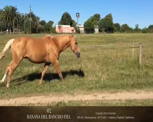 Lote Caballos a remate en 2da ESTA NOCHE BAYA, San José