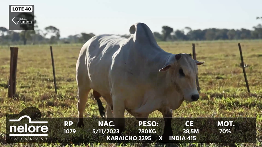 Lote LOTE 40