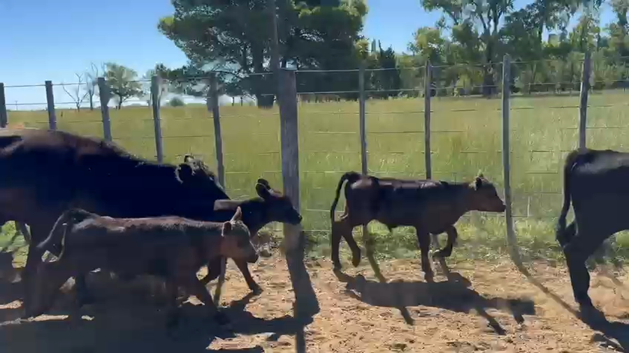 Lote 40 Vaquillonas con Cría en Villarino