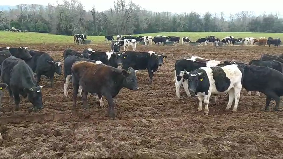 Imagen 2 del Lote Lote 50 Novillo Engorda en Mariquina, XIV Región Los Ríos
