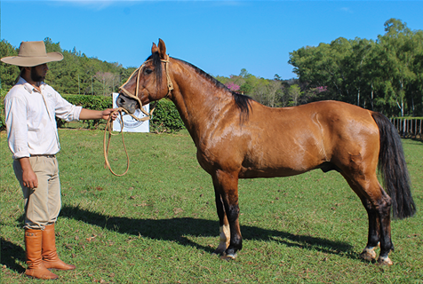 Lote CHAKE EL BOMBERO
