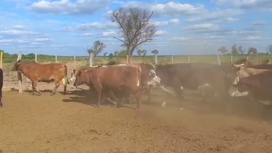 Lote 47 Vacas nuevas C/ gtia de preñez en Las Lomitas, Formosa