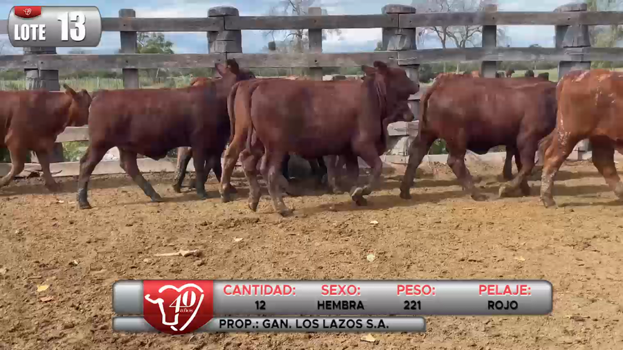 Lote LOTE 13
