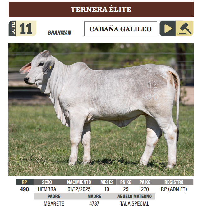 Lote LOTE 11