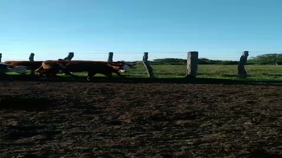 Lote 55 Terneros en Corrientes, Curuzú-Cuatiá