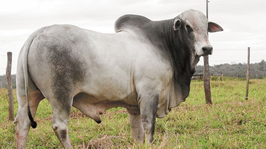 Lote LOTE 75