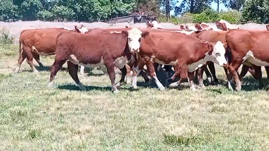 Lote 17 Vientres preñados en Corrientes, Curuzú-Cuatiá