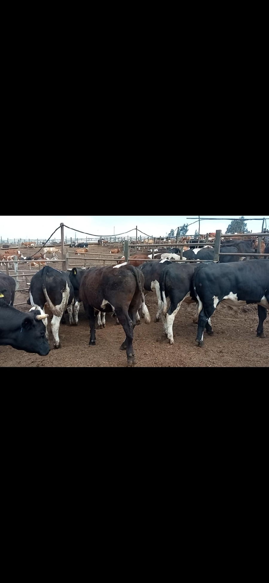 Lote 20 Novillo Engorda en Melipilla, Región Metropolitana