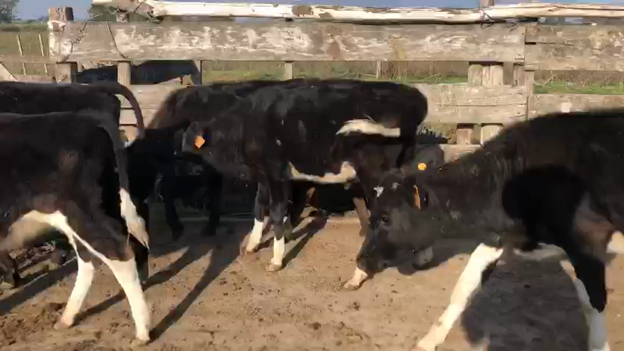 Lote 5 teneros holando