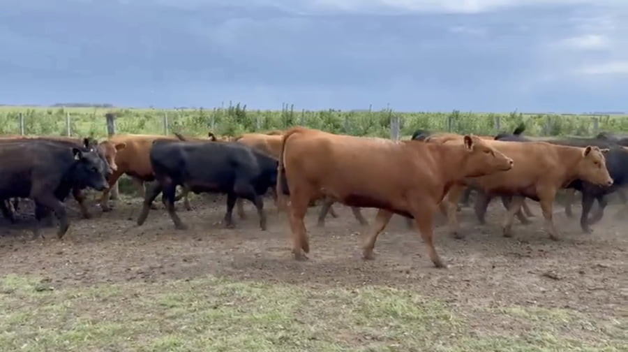 Lote 53 Vaquillonas preñadas