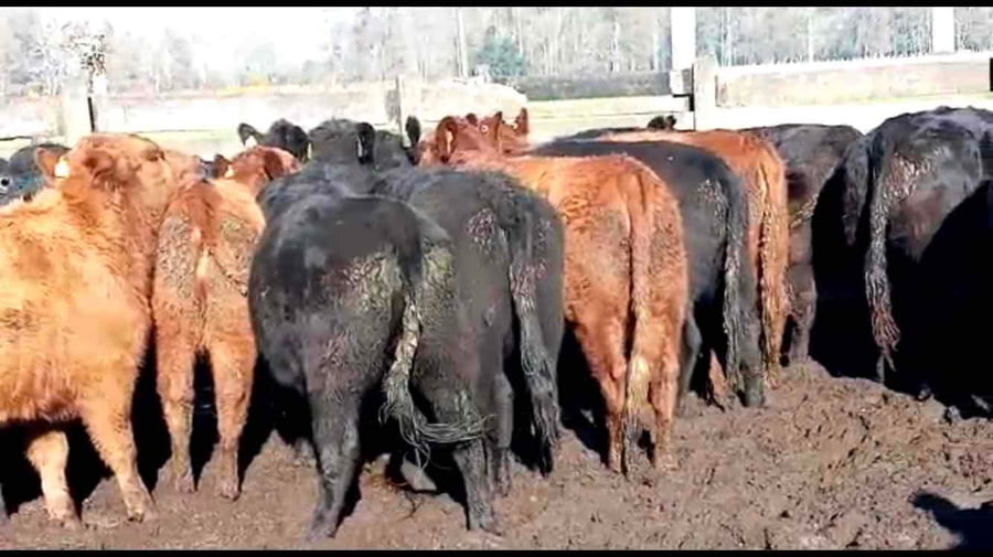 Lote 22 Vaquilla Engorda en XIV Región Los Ríos, Río Bueno