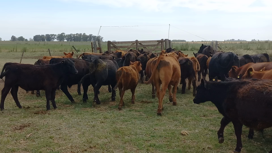 Lote 40 Novillitos en Bolívar, Buenos Aires