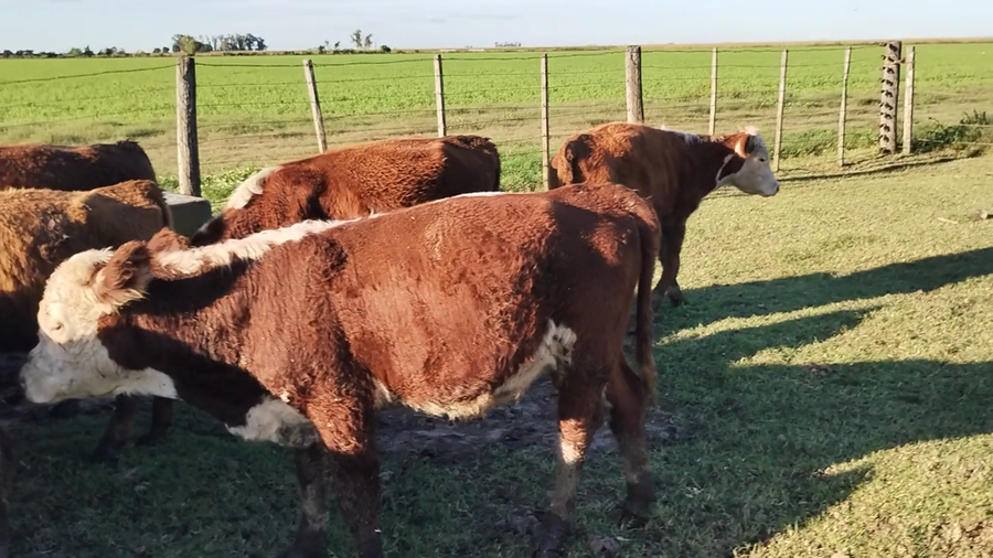 Lote 14 Terneros Hereford en Porteña, Córdoba