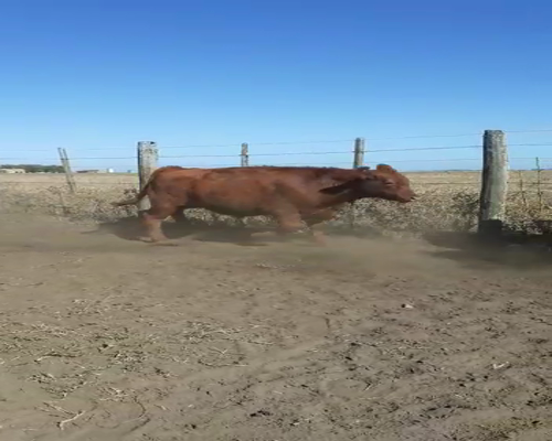 Lote 13 Terneros en Gral. Lamadrid, Buenos Aires