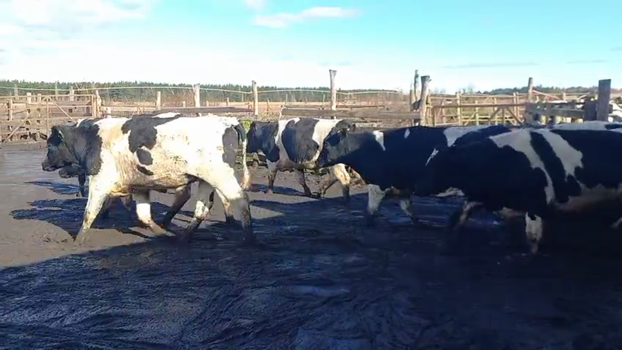 Lote 40 Novillo Gordo en Cabrero, VIII Región Biobío
