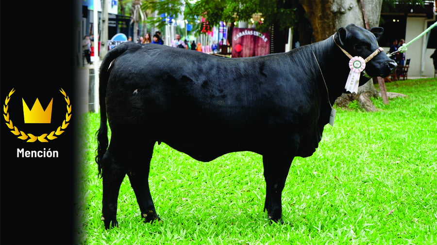 Lote Brangus a Bozal Expo 2022 RP 3331 - Lote 4