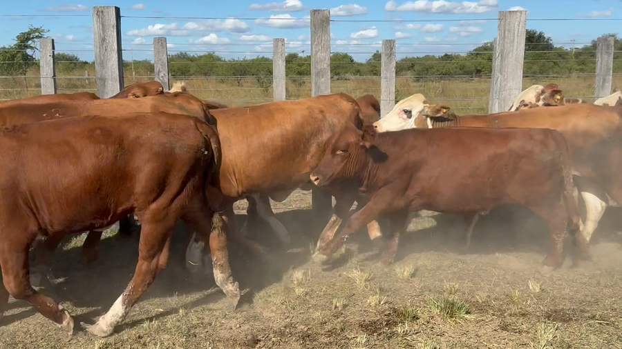 Lote 60 Terneras en Corrientes, Mercedes
