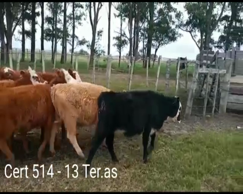 Lote (Vendido)13 Terneras a remate en Remate virtual de Coco Morales & Asoc. 190kg -  en RUTA 2  KM 194 A 6 KM POR CAMINO VECINAL