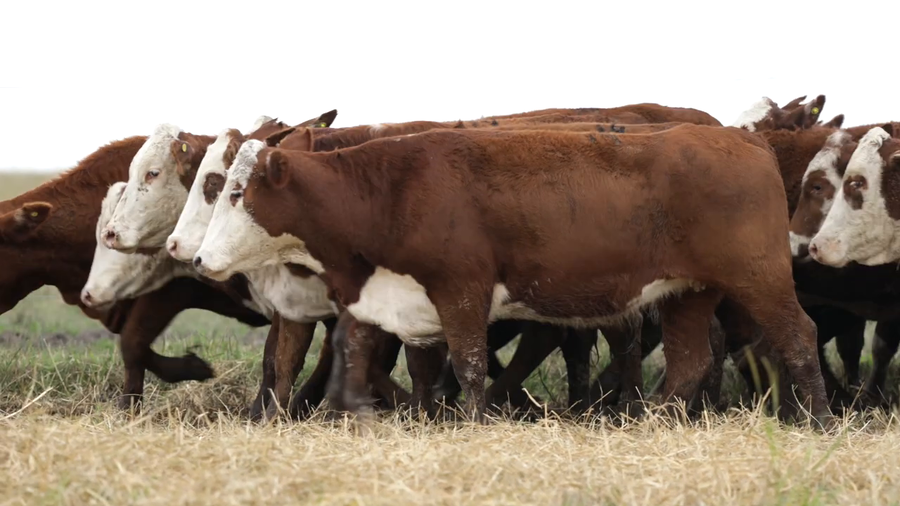 Lote Vaquillas señal 3 preñadas de otoño REMATE AGOSTO 2026