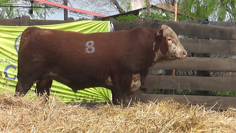 Lote TOROS P. HEREFORD PR