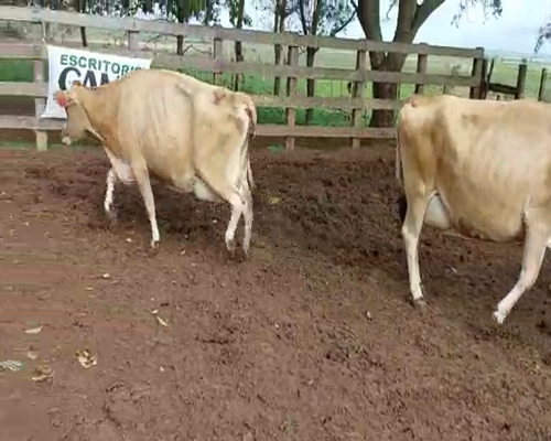 Lote 2 Vaca JERSEY a remate en Remate Elite por Pantalla de Ganado Lechero 450kg - , San José