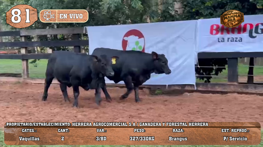 Lote LOTE 81 -EN VIVO