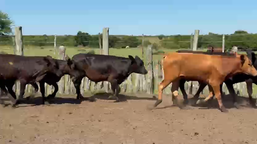 Lote 60 Terneros/as en Corrientes, Col. Libertad