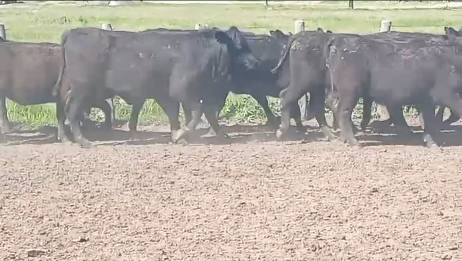 Lote 59 Vaquillonas en Corrientes, Curuzú-Cuatiá