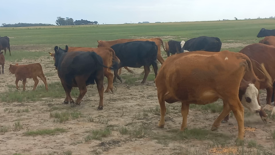 Lote 23 Vacas CUT C/Cria en Daireaux