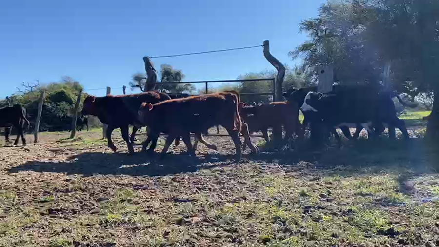 Lote 85 Terneros/as en Corrientes, Pueblo Libertador